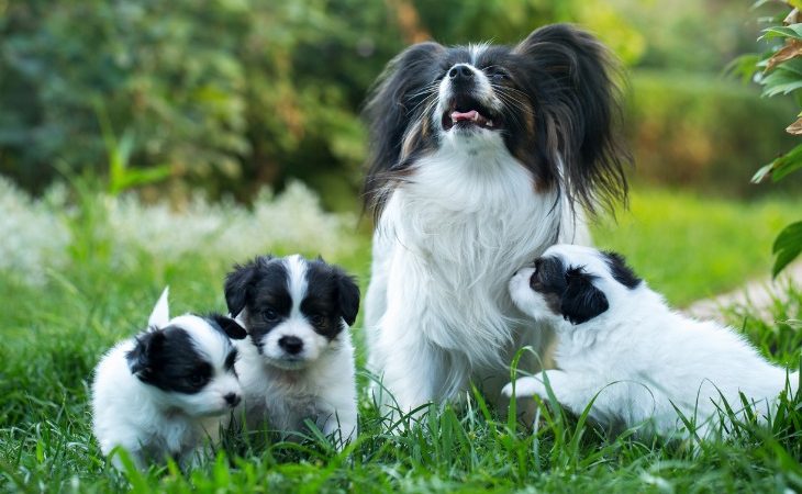 8 races de chiens de taille moyenne parfaites pour une famille