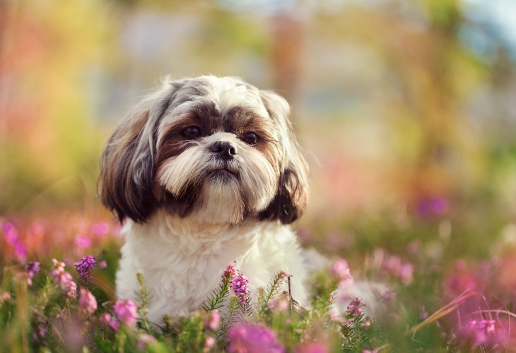 Shih Tzu dans un champ de fleurs