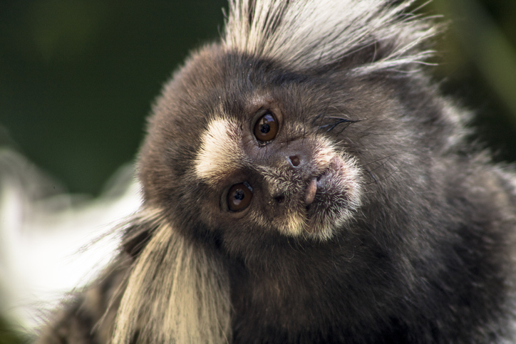 Un singe qui ressemble à un Carlin