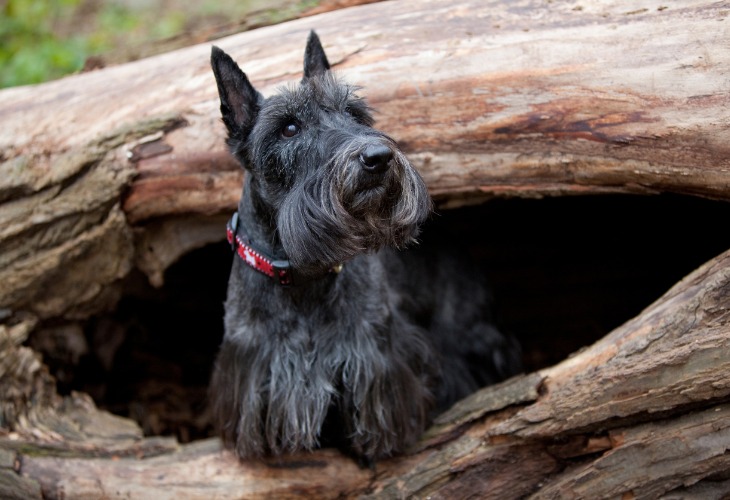 Terrier Ecossais