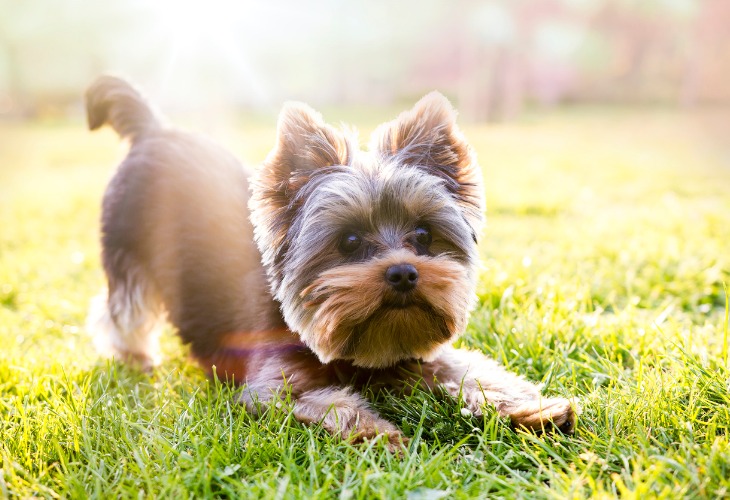 Yorkshire Terrier qui souhaite jouer