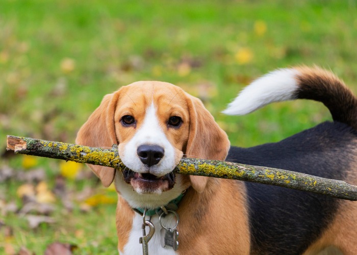 Beagle avec un bâton dans la gueule