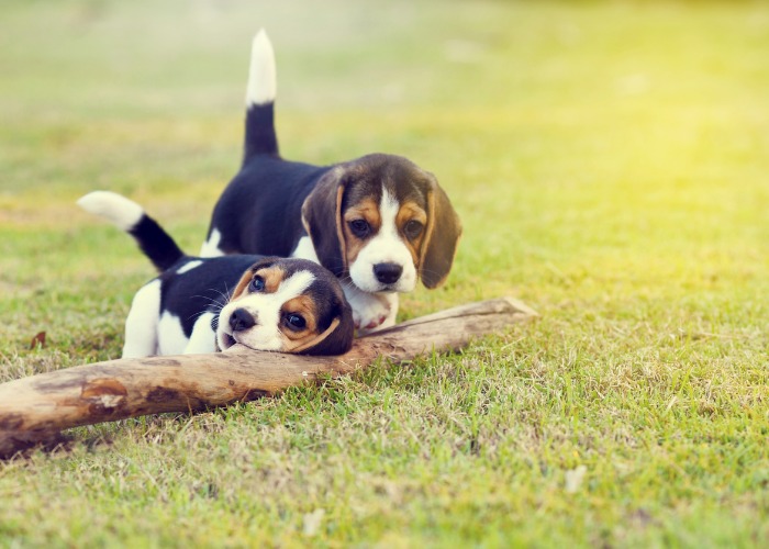 Deux beagles chiots