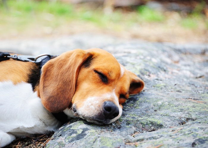 Beagle qui dort sur un caillou