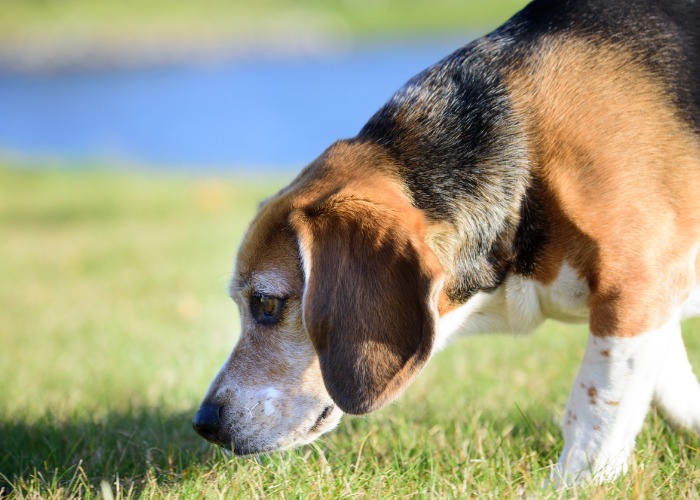 Beagle avec ses grandes oreilles