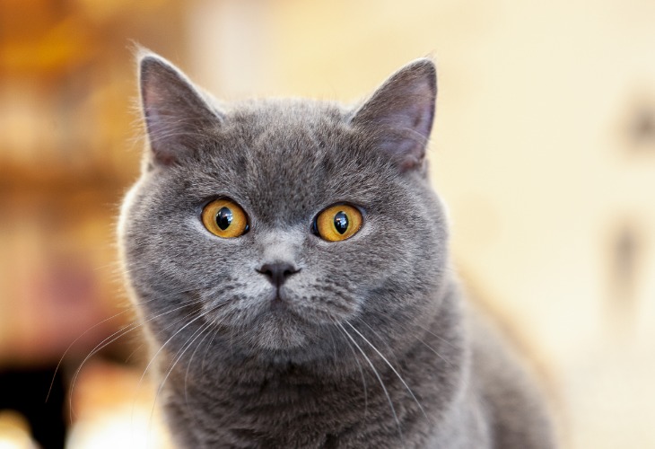 British Shorthair de couleur bleu aux yeux cuivrés.