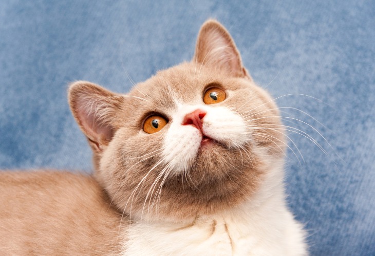 Chat British Shorthair bicolore lilas et blanc avec des yeux cuivrés.