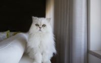 chat Persan blanc