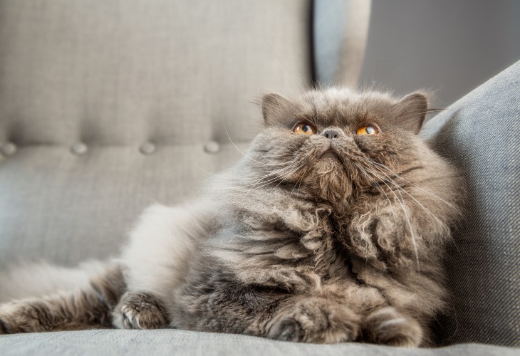 Beau chat Persan gris allongé sur un canapé.