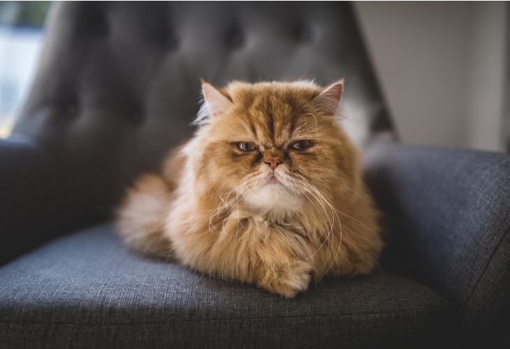 Chat Persan roux sur un fauteuil