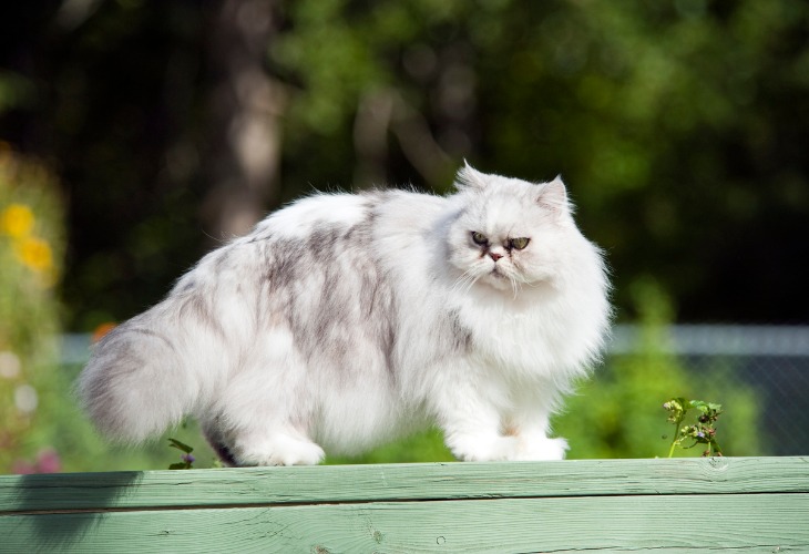 Le Persan est un chat de taille moyenne. Il possède un poil long et fin ainsi qu'un épais sous-poil.