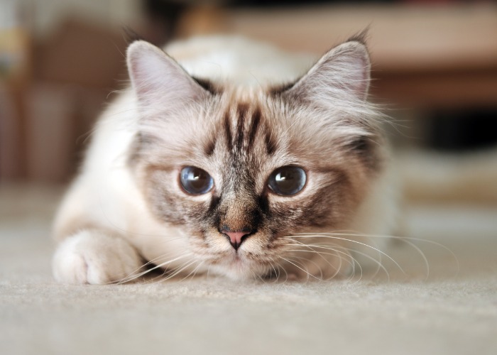 Sacré de Birmanie qui chasse