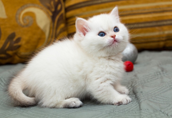 Chaton British Shorthair black golden shaded pointed aux yeux bleus.