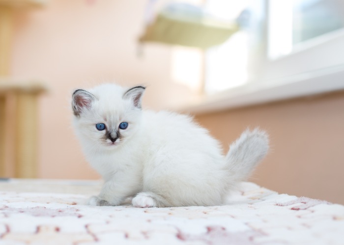 Chaton Sacré de Birmanie blanc