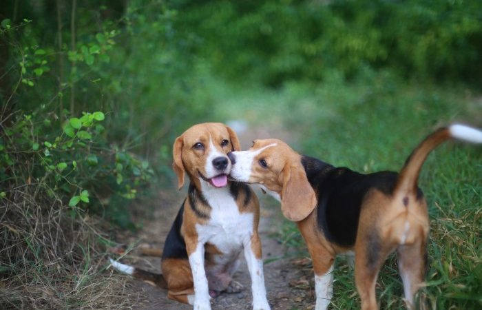 Deux Beagles qui se font un bisou