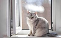 Chat British Shorthair gris assis devant une fenêtre.