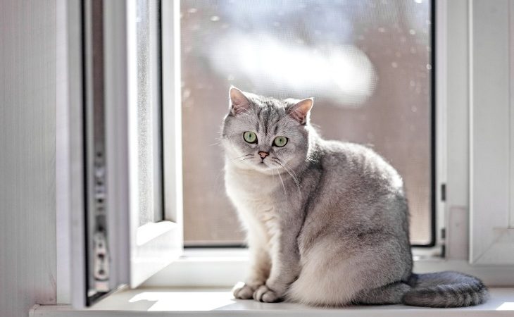 Chat British Shorthair gris assis devant une fenêtre.