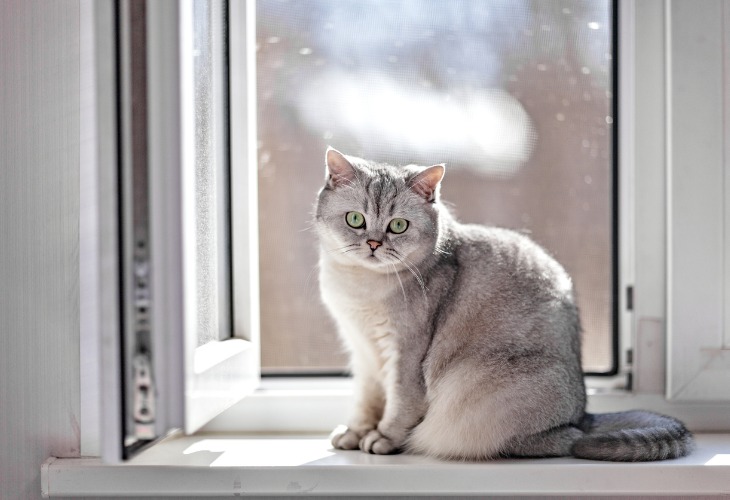 British Shorthair Race De Chat Hello Animaux