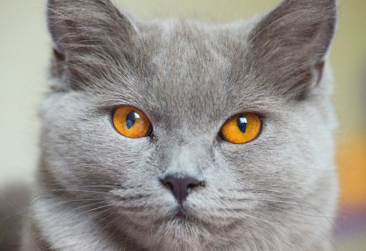 Les yeux du Chartreux sont de couleur cuivre.