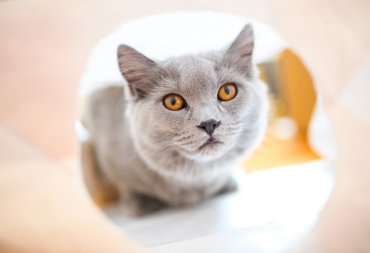 Chat de race Chartreux avec de beaux yeux cuivrés.