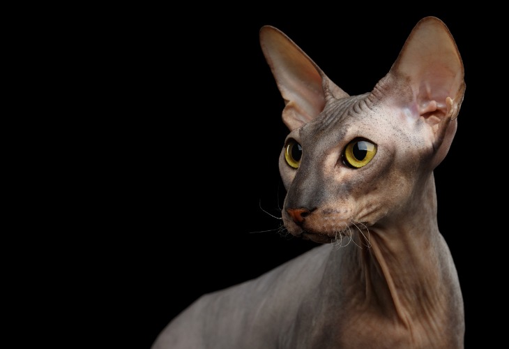 Le Peterbald est une race de chats sans poils de Saint-Pétersbourg.