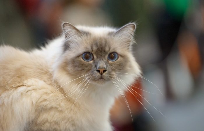 Sacré de Birmanie race de chat