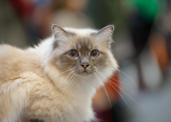 Sacre De Birmanie 15 Choses Insolites Sur Cette Race De Chat Hello Animaux