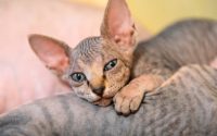 Chaton Sphynx tabby