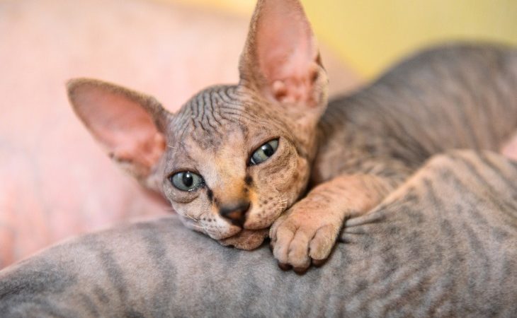 Chaton Sphynx tabby