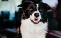 Chien de race Border Collie noir et blanc.