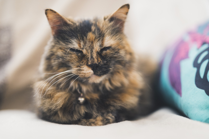 Chat à la robe écaille de tortue