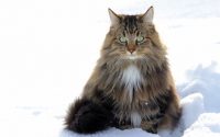 Chat Norvégien dans la neige.