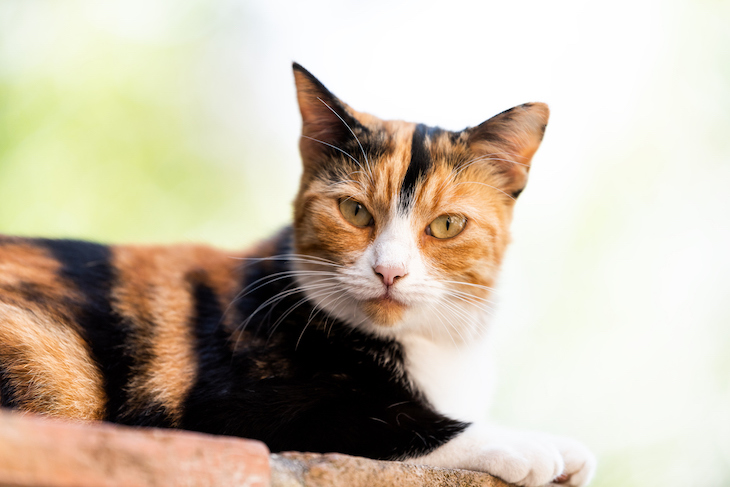 Chat à la robe Calico