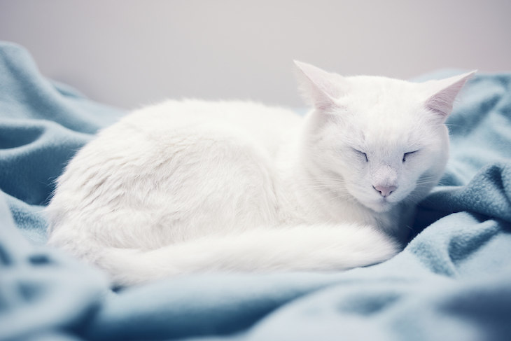 Chat de gouttière à la robe blanche