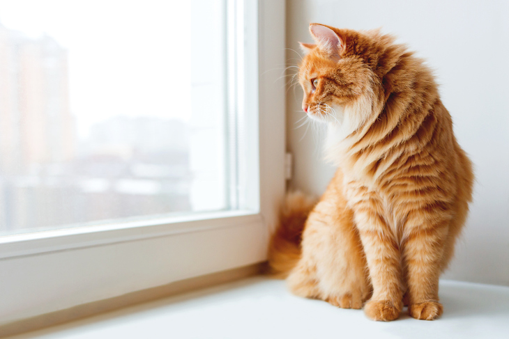 Chat de gouttière à la robe rousse et au marquage tabby