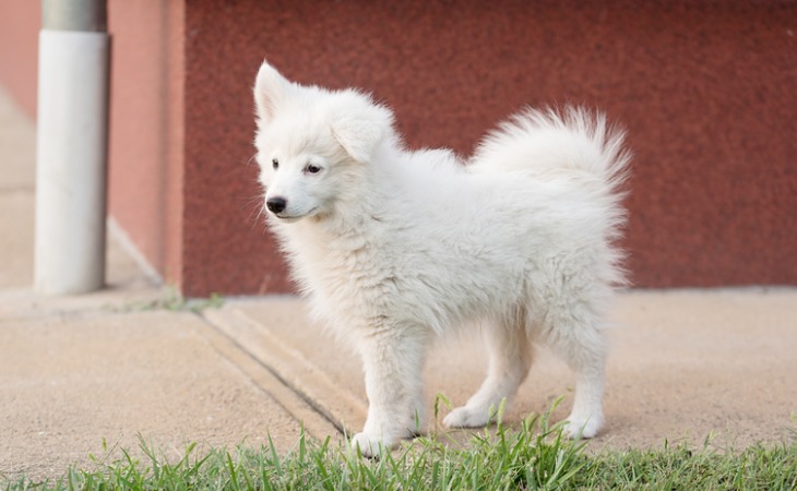 Chien Spitz japonais blanc