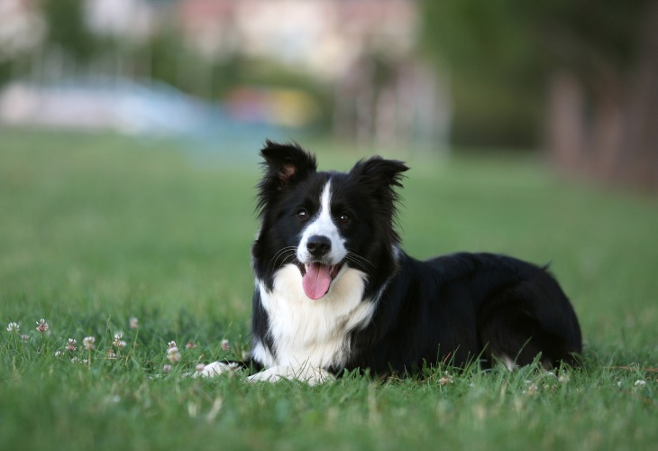 Chien Border Collie noir et blanc allongé dans l'herbe.