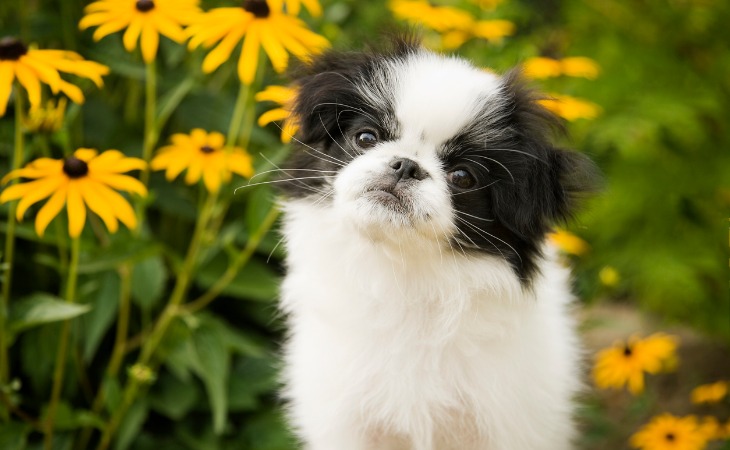 Chien Epagneul Japonais