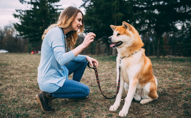 Chien japonais Akita Inu en plein séance d'éducation positive