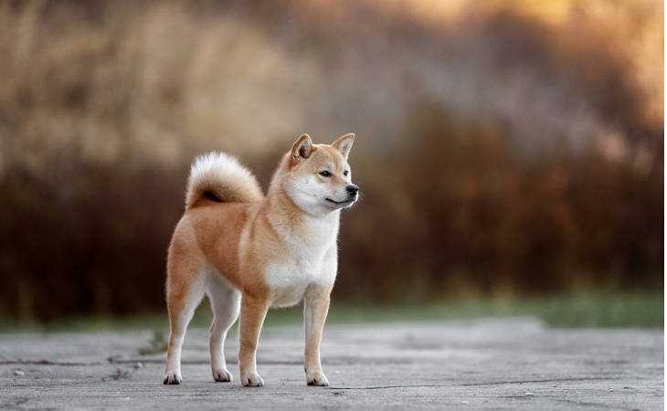 Chien japonais Shiba Inu