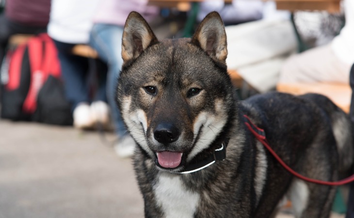 Chien japonais : le Shikoku