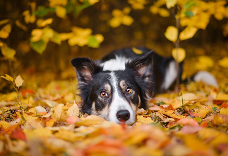 Chien Border Collie tricolore allongé dans les feuilles.