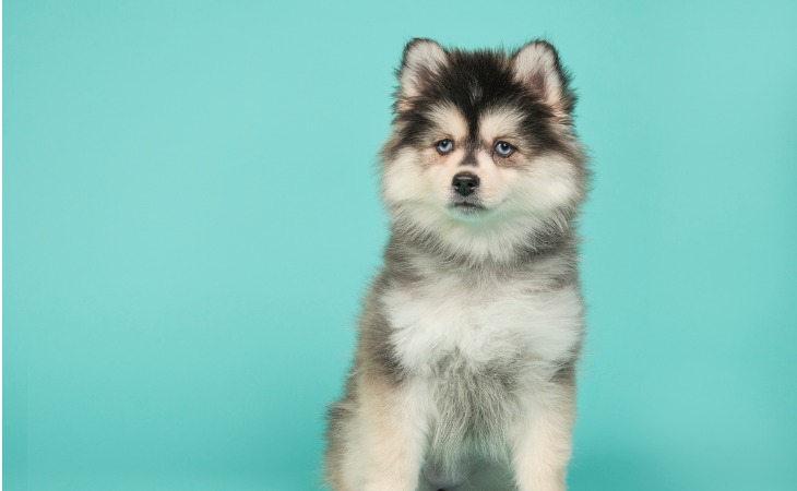 Race de chien Pomsky