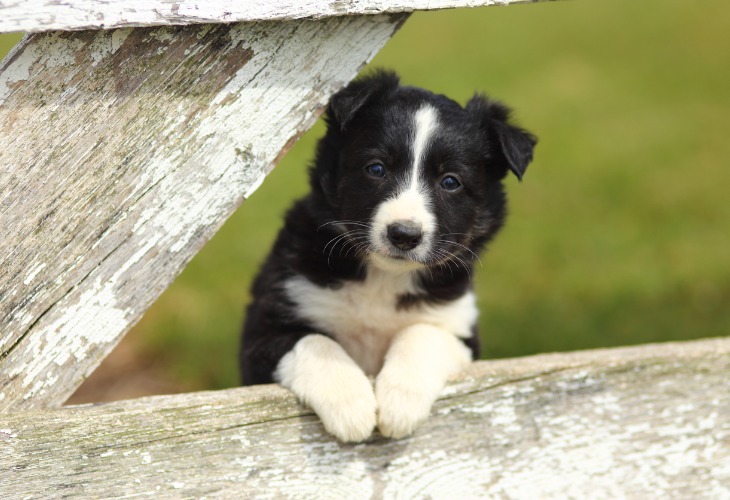 Chiot Border Collie noir et blanc.