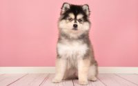 Chiot Pomsky assis tricolore.