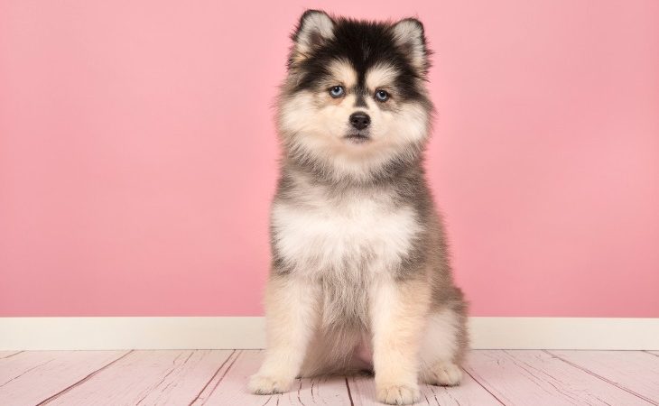 Chiot Pomsky assis tricolore.