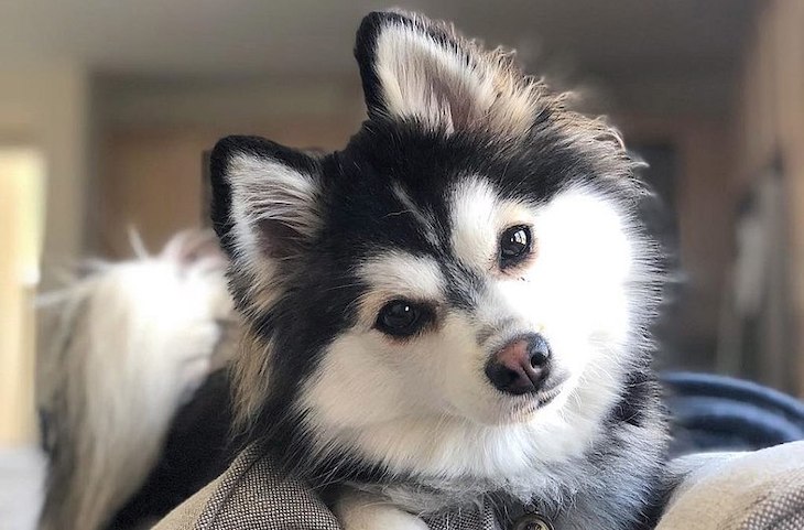 Chien Pomsky noir et blanc.