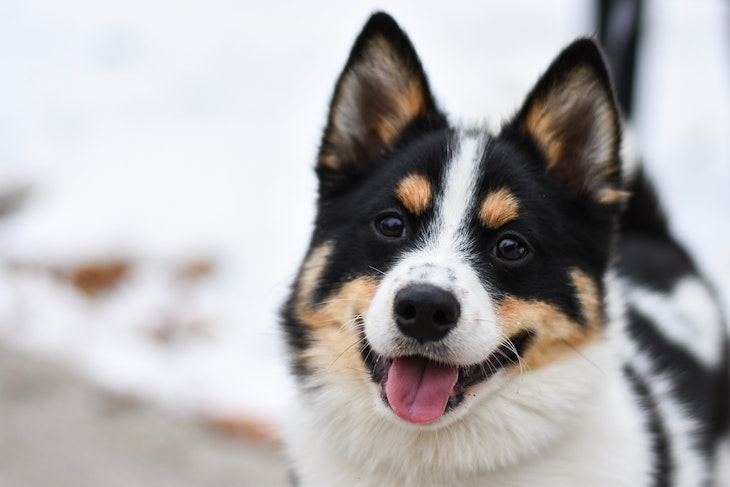 Chien Pomsky tricolore.