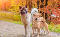 Races de chiens japonais, le Shiba et l'Akita Inu