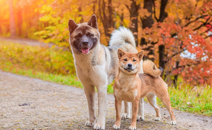 Races de chiens japonais, le Shiba et l'Akita Inu